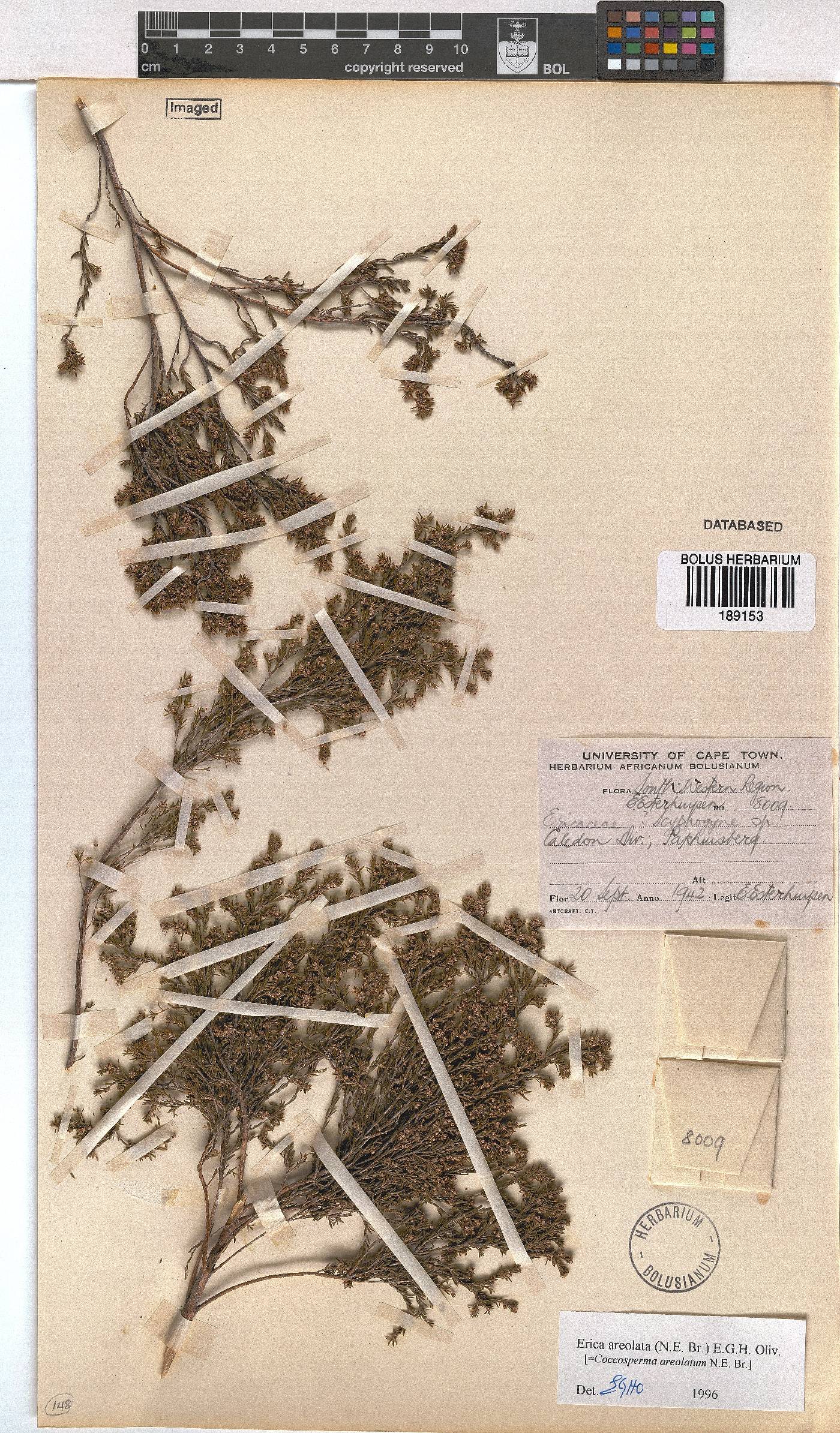 Erica areolata image