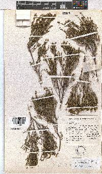 Erica areolata image