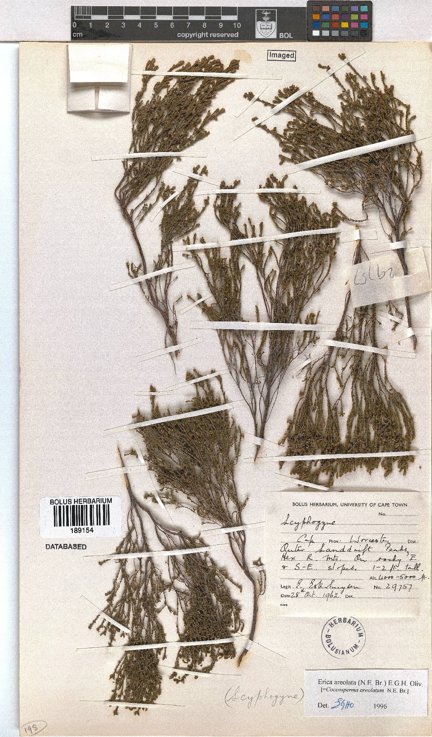 Erica areolata image