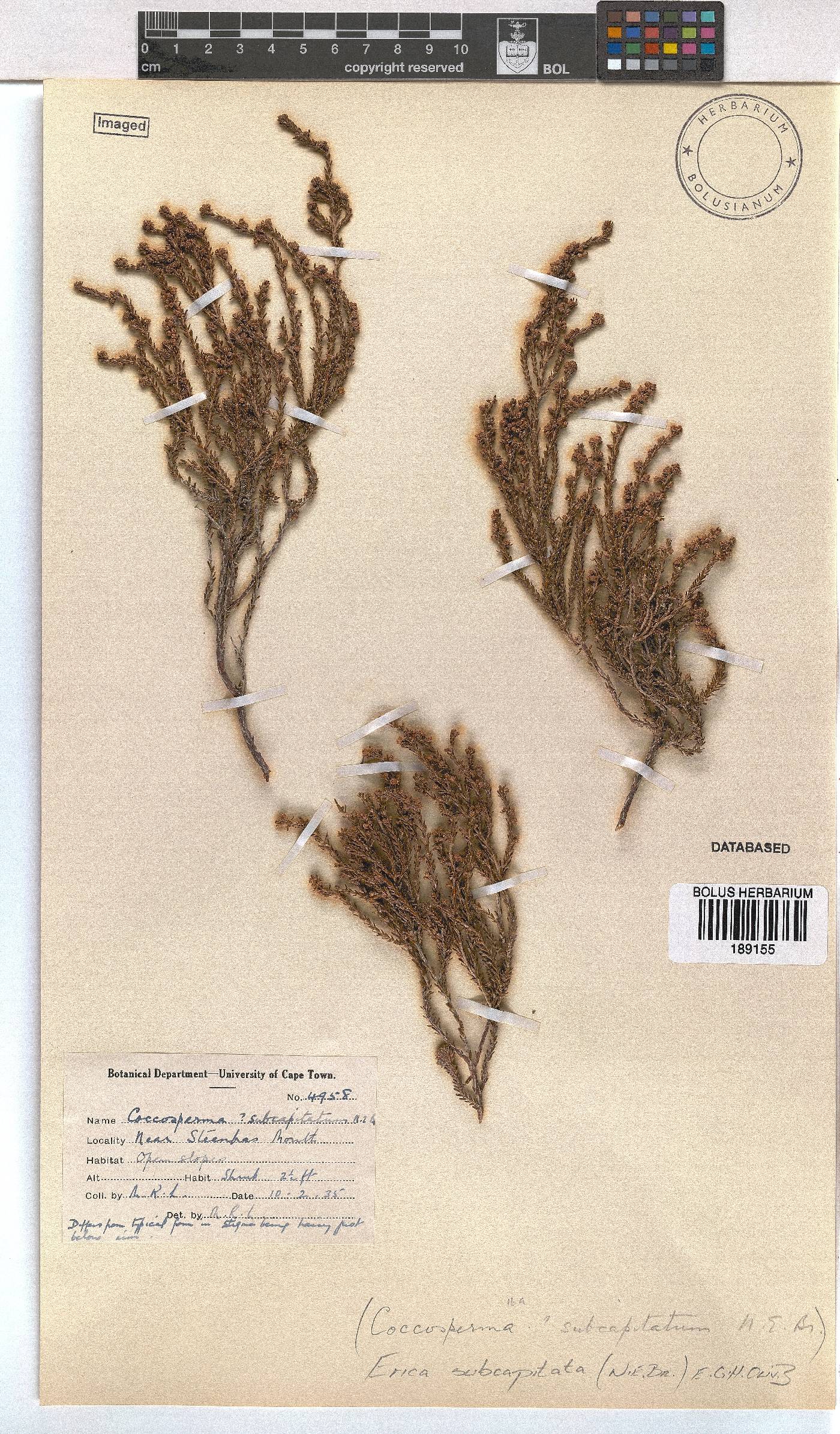 Erica subcapitata image