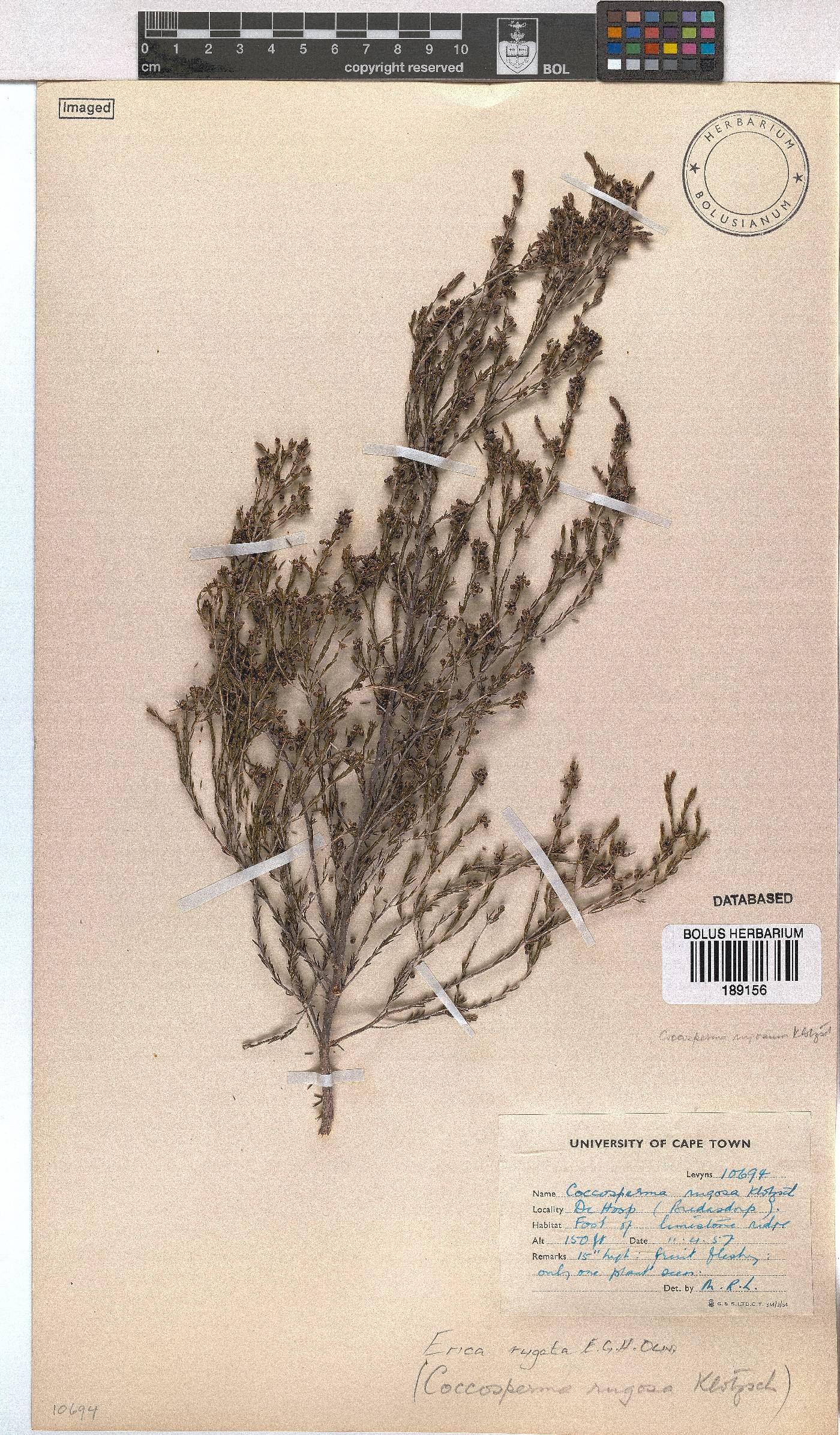Erica rugata image