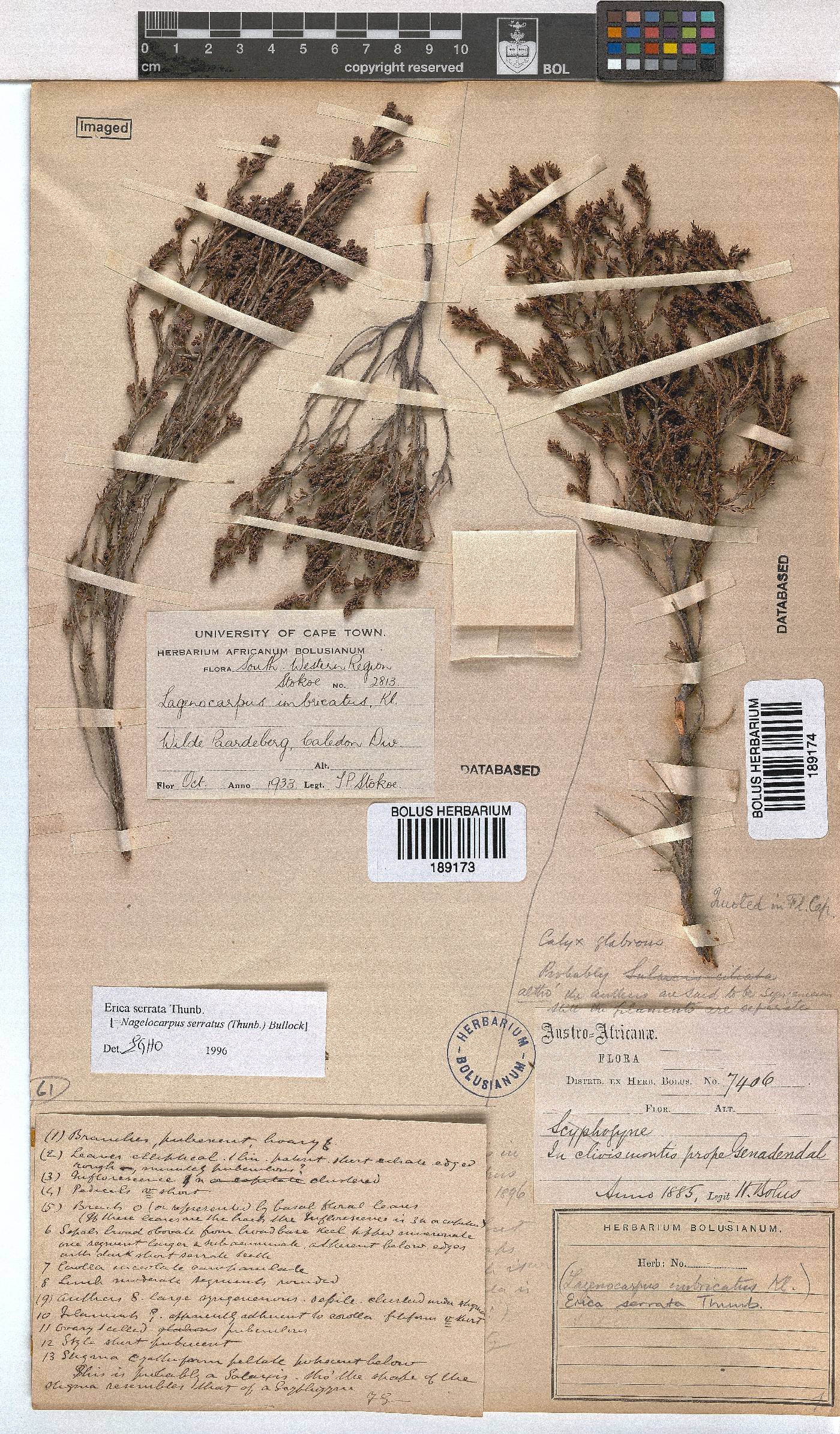 Erica serrata image