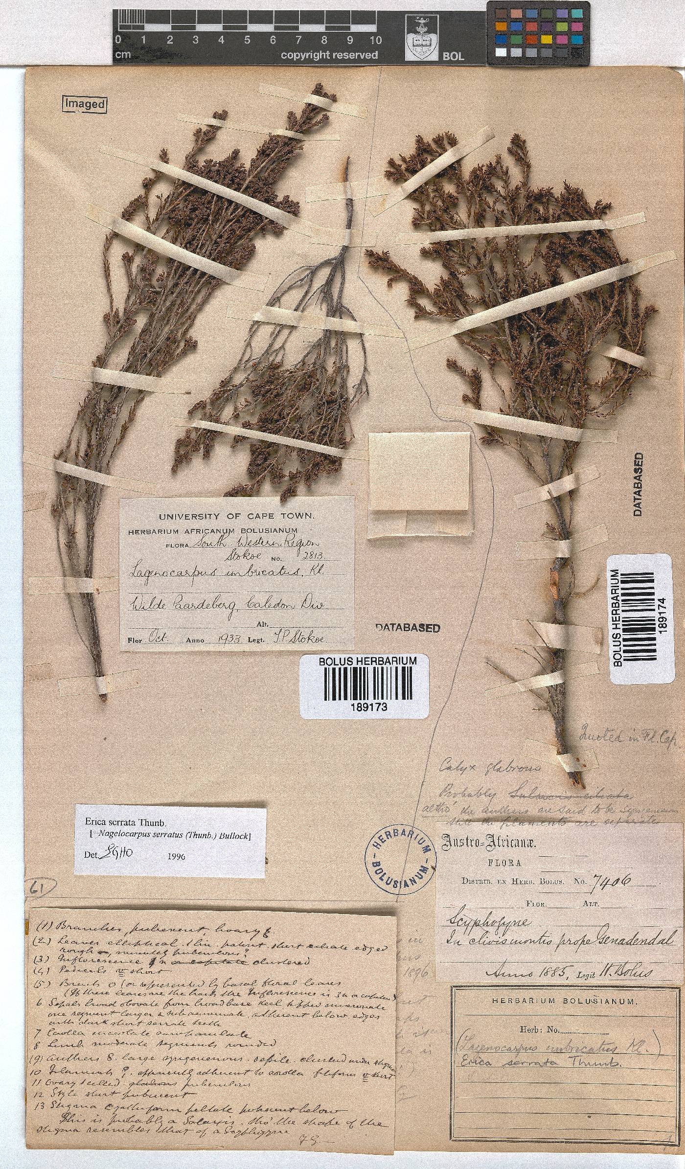 Erica serrata image