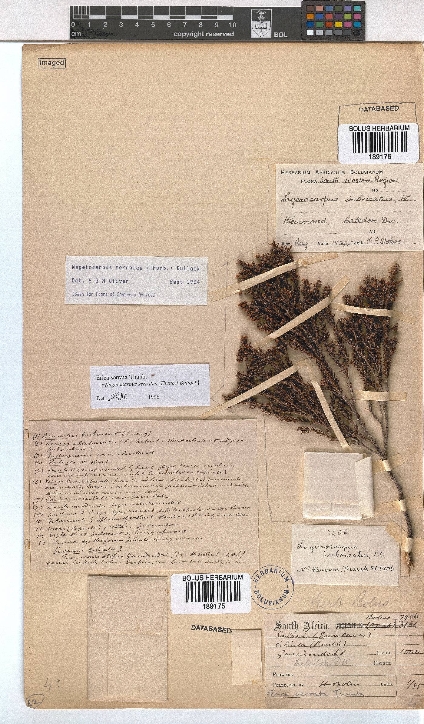 Erica serrata image