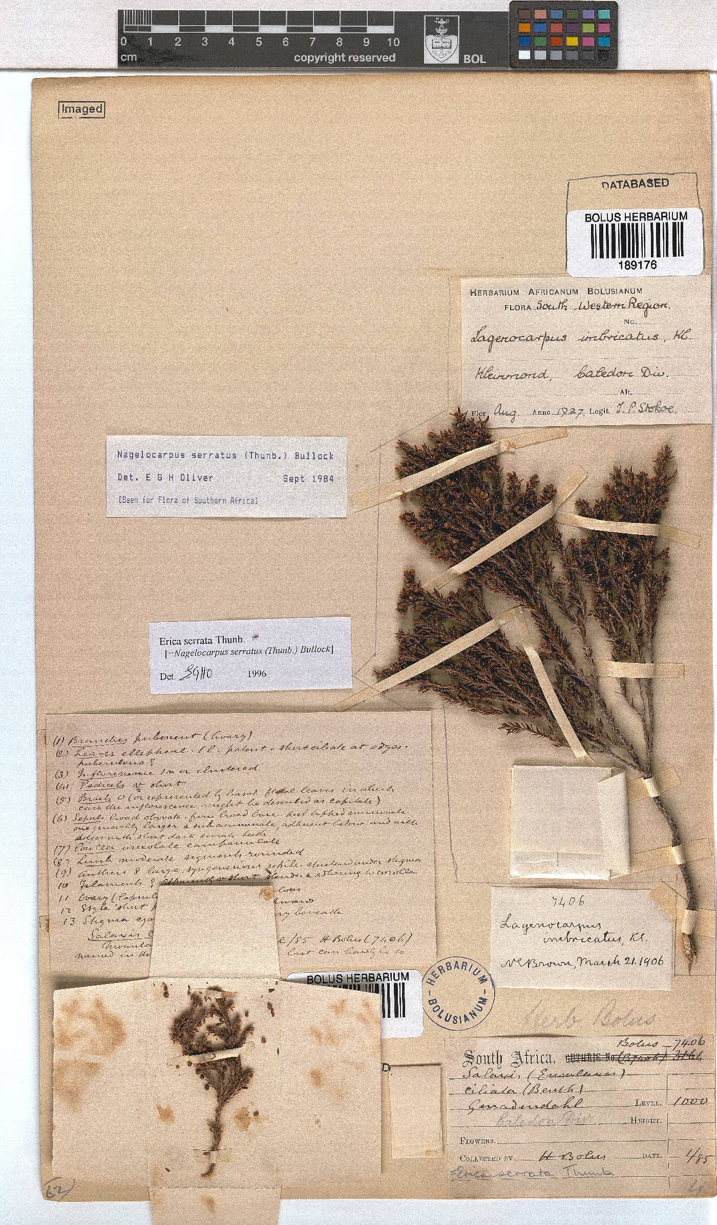 Erica serrata image