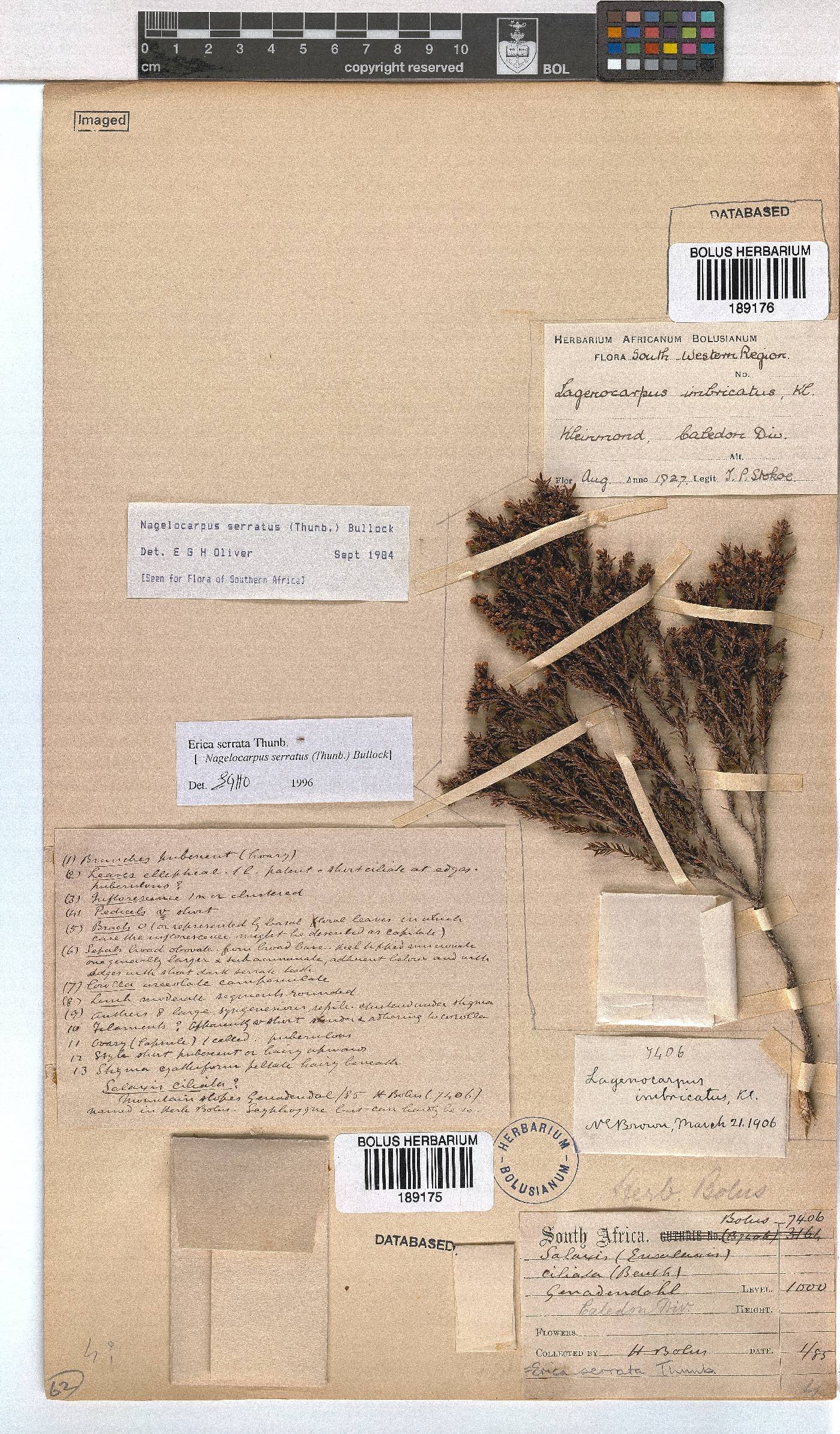 Erica serrata image