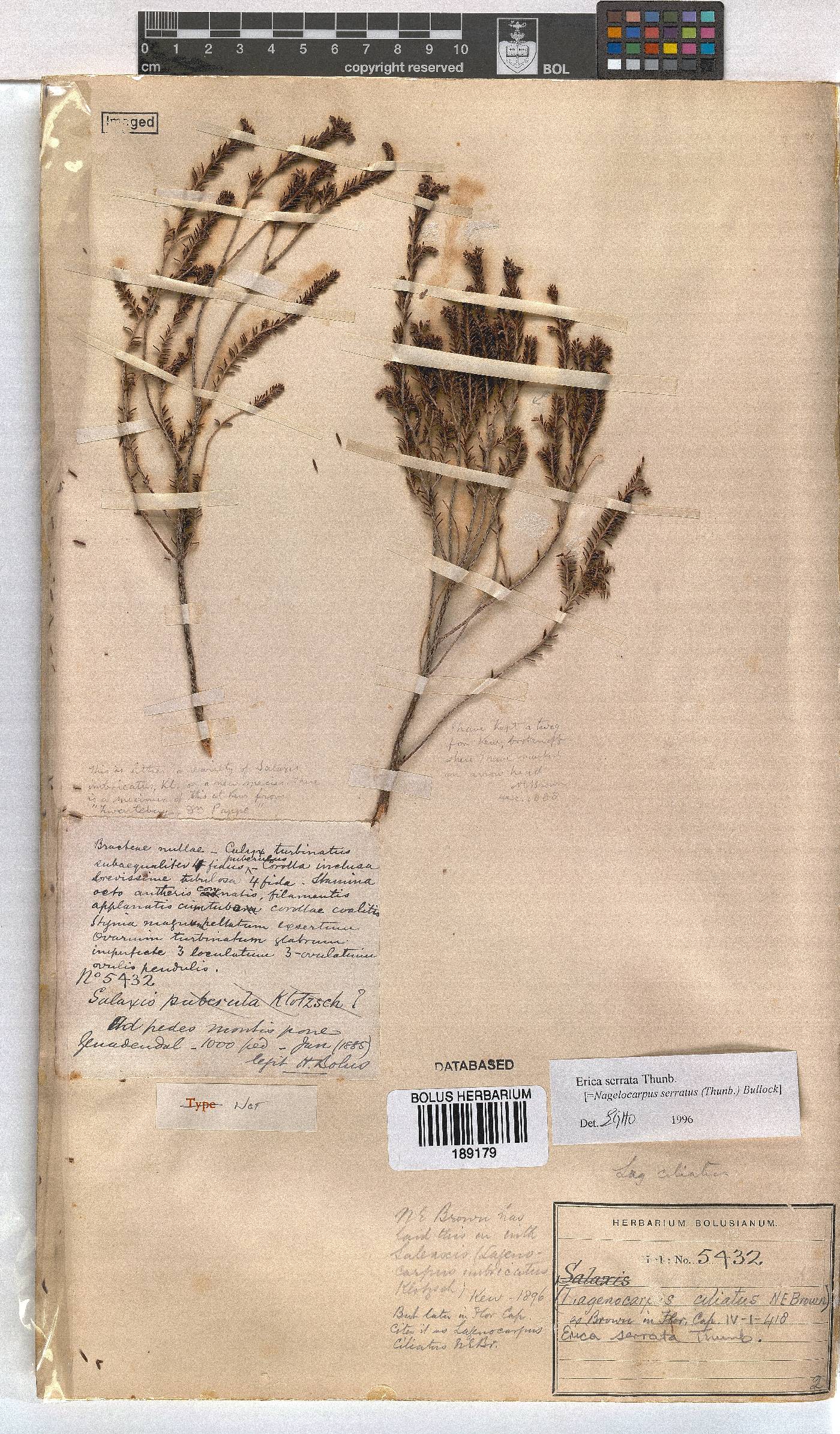 Erica serrata image