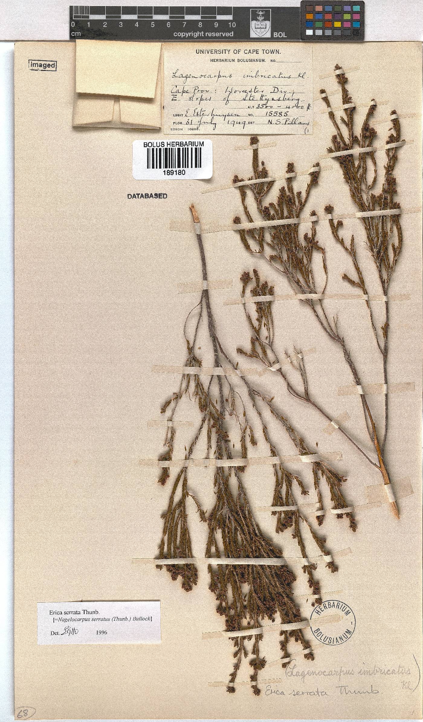 Erica serrata image