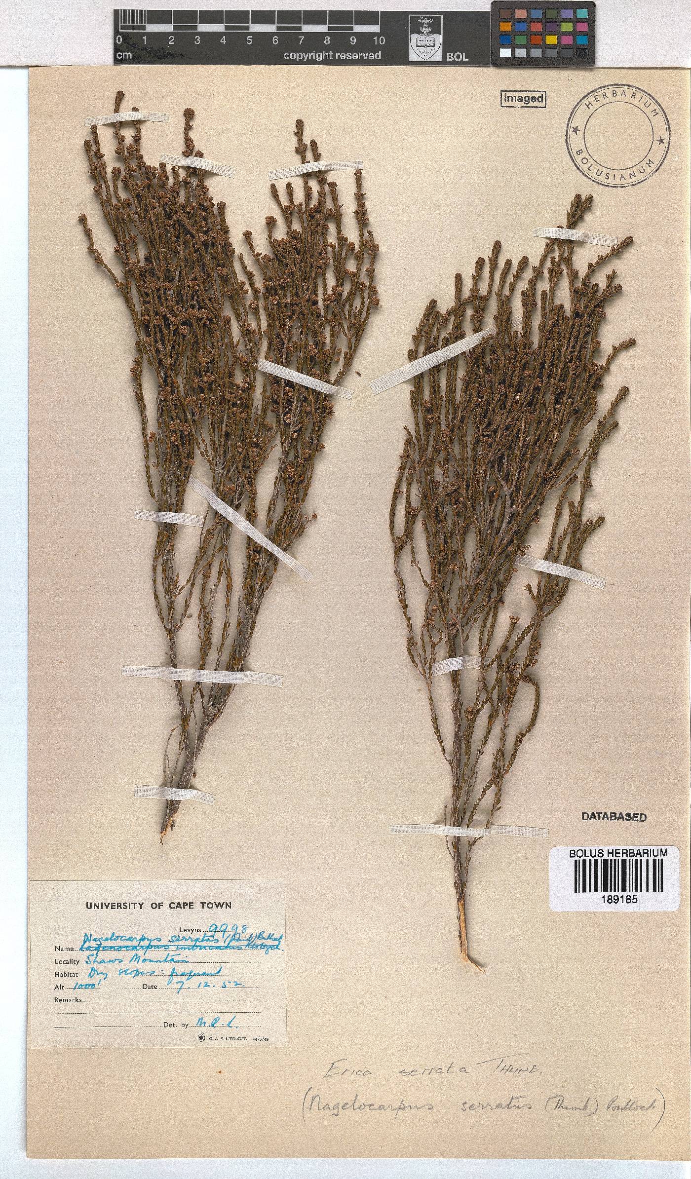 Erica serrata image