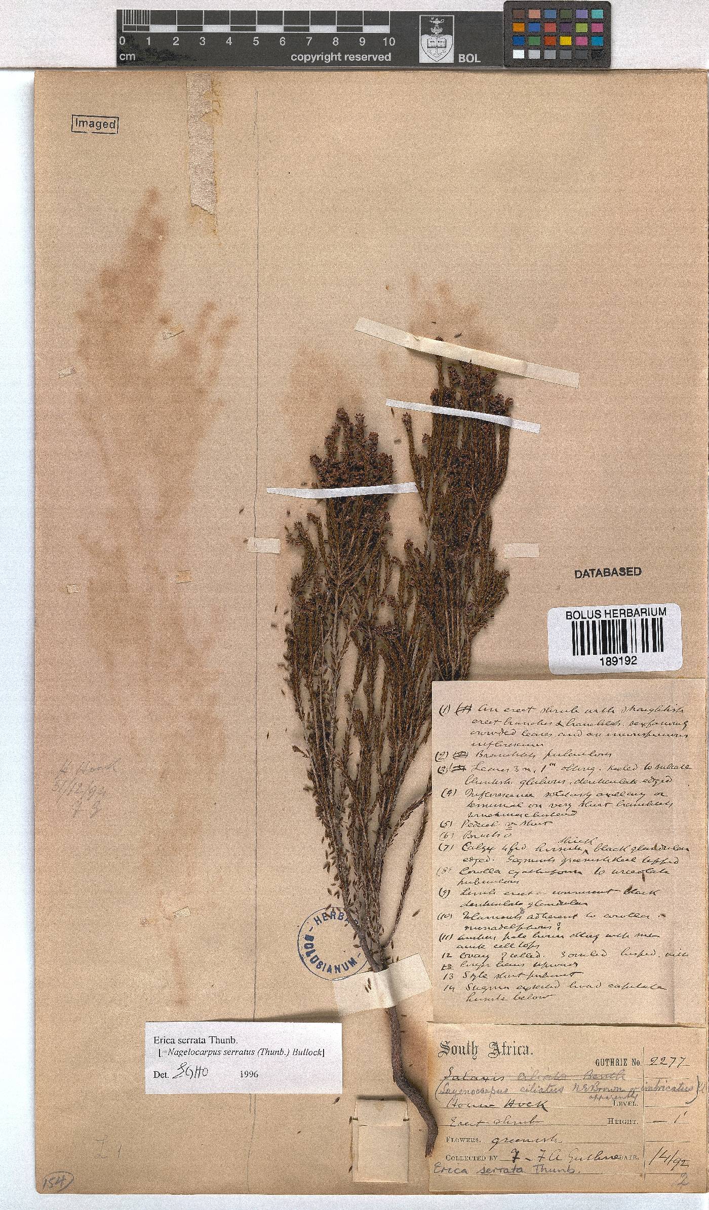 Erica serrata image