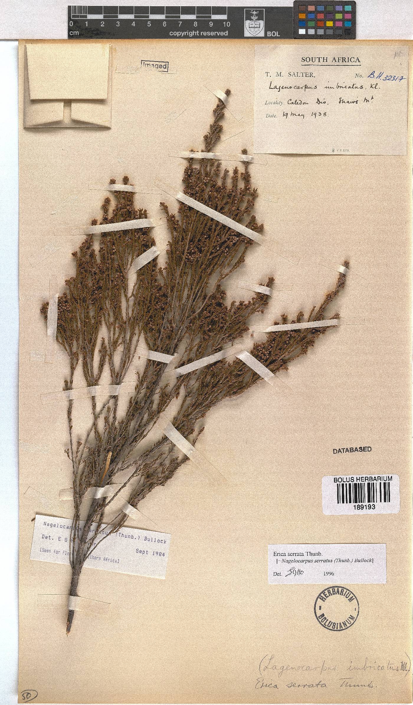 Erica serrata image