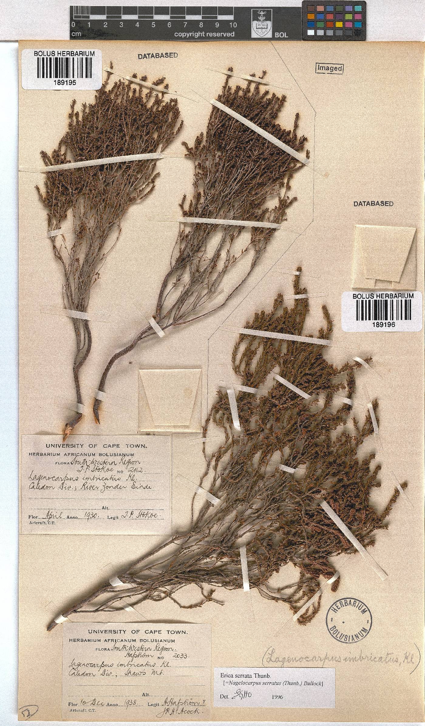 Erica serrata image
