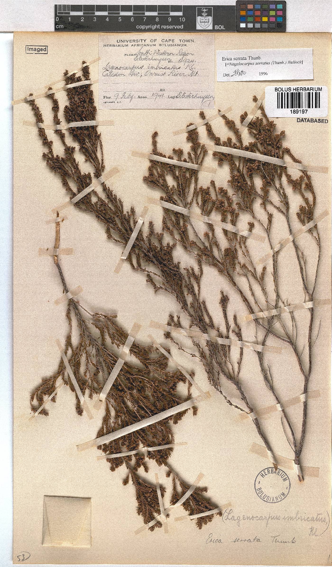 Erica serrata image