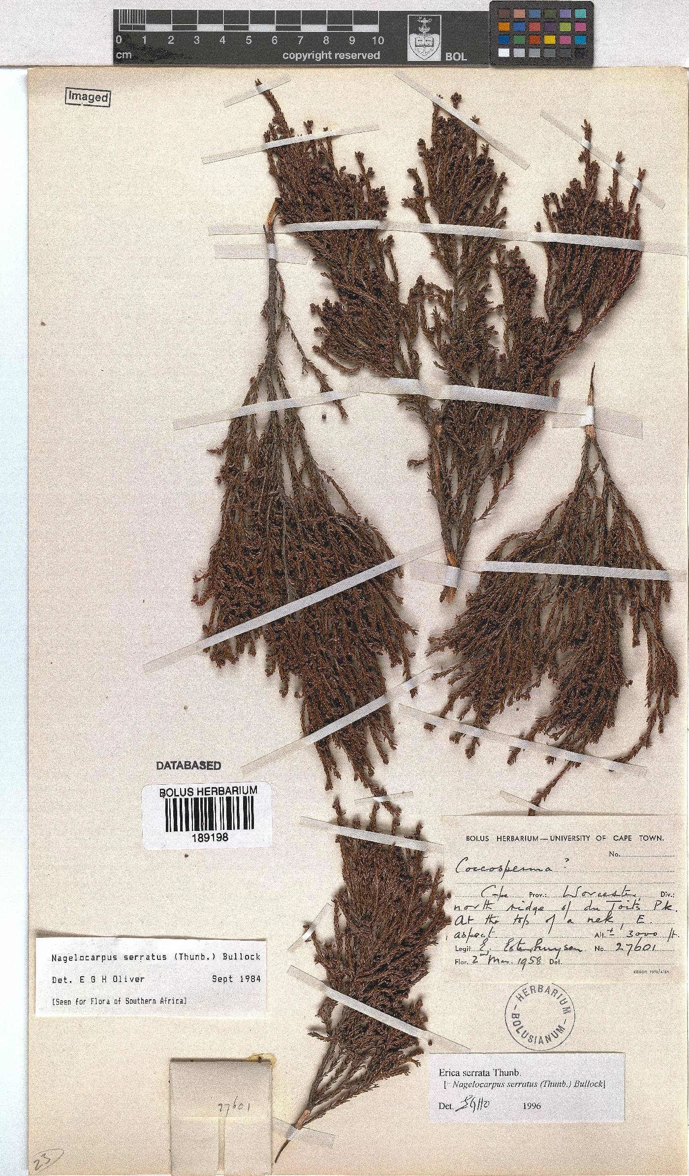 Erica serrata image