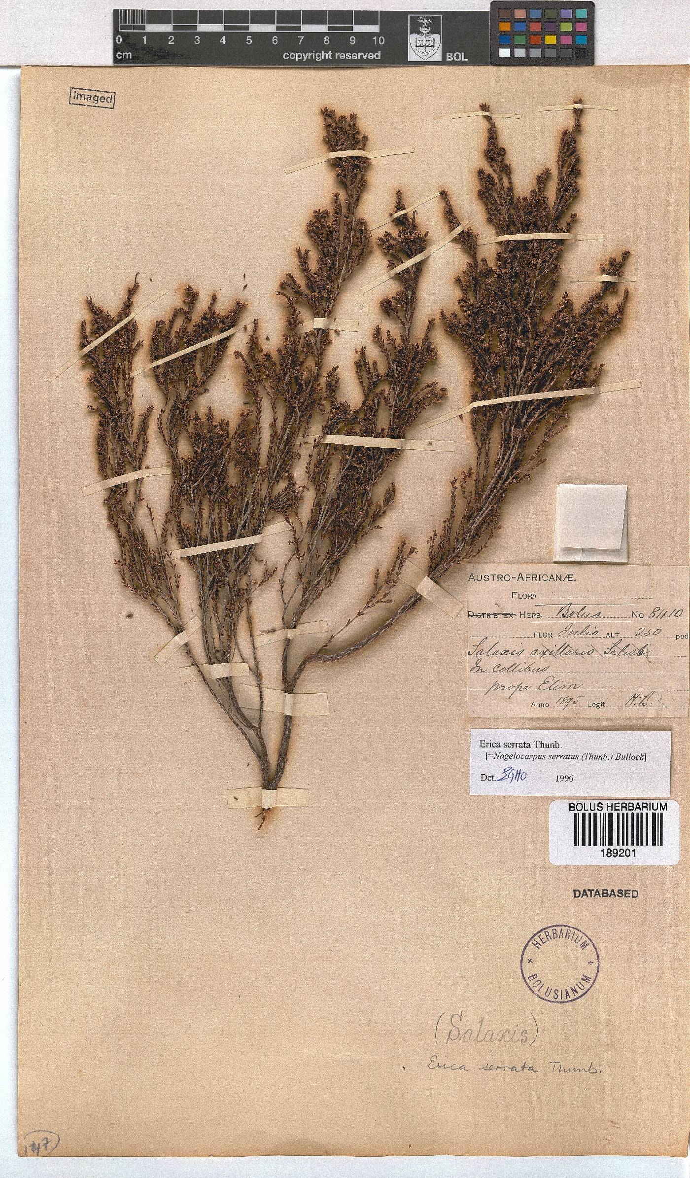 Erica serrata image