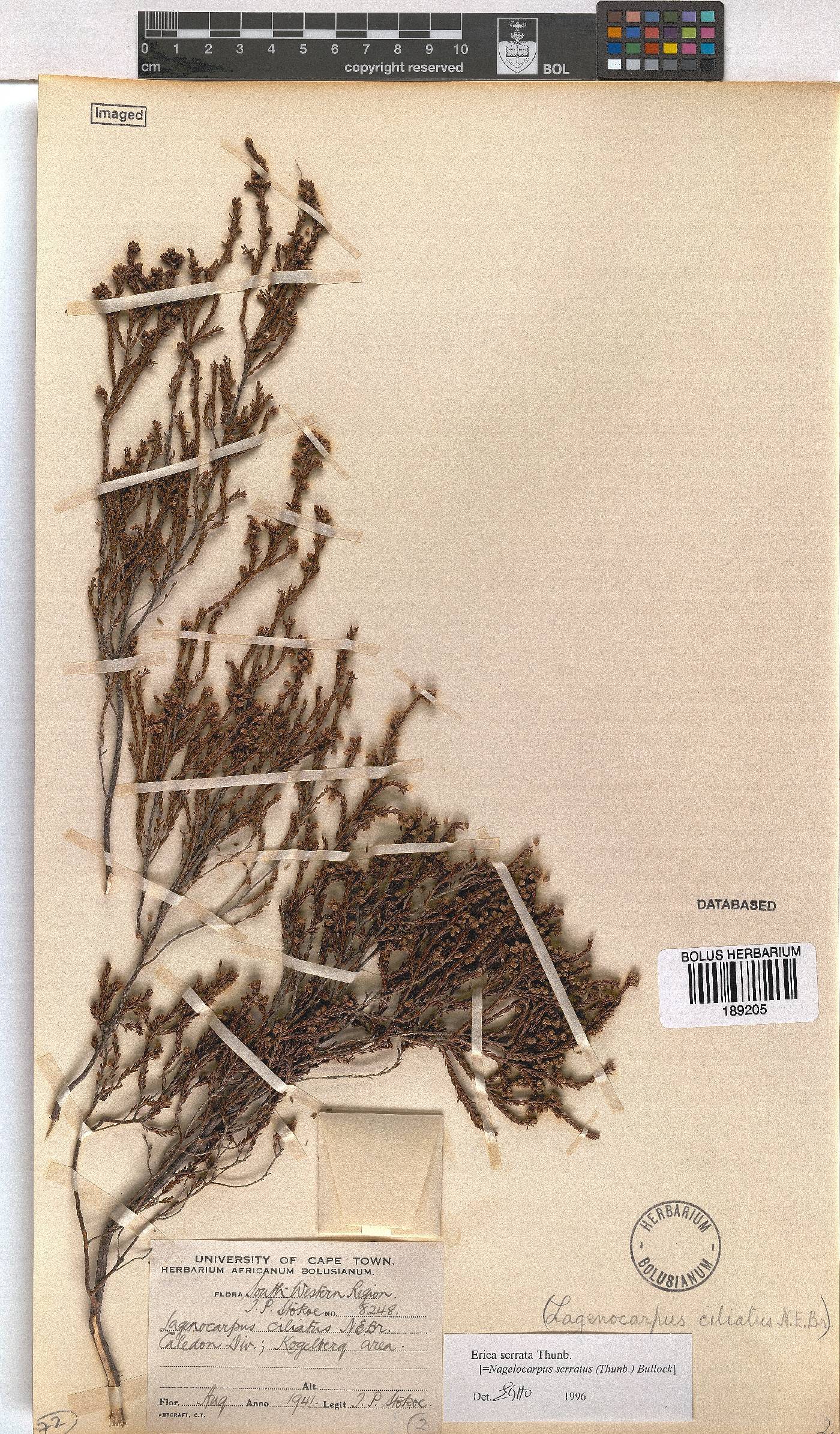 Erica serrata image