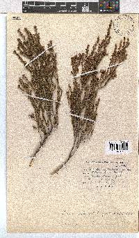 Erica subcapitata image