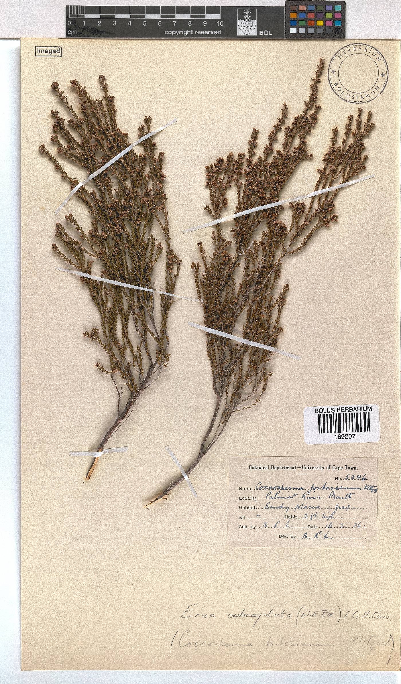 Erica subcapitata image