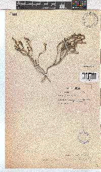 Image of Erica axillaris