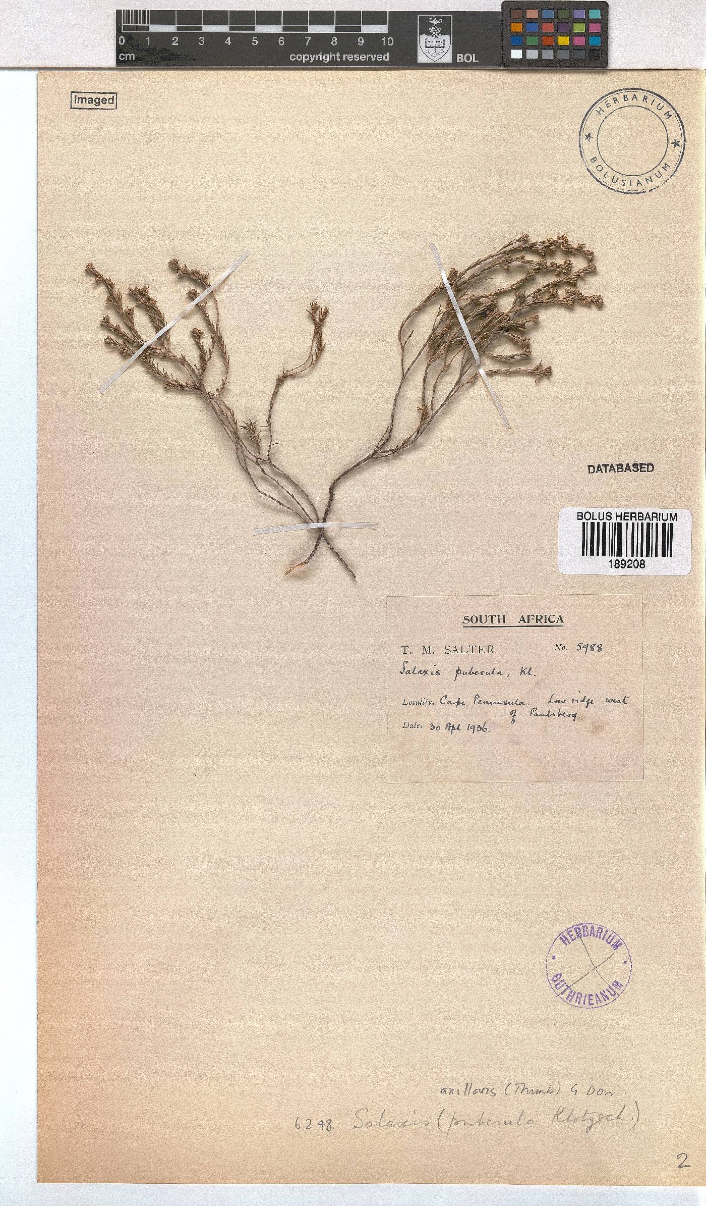 Erica axillaris image