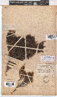 Erica axillaris image