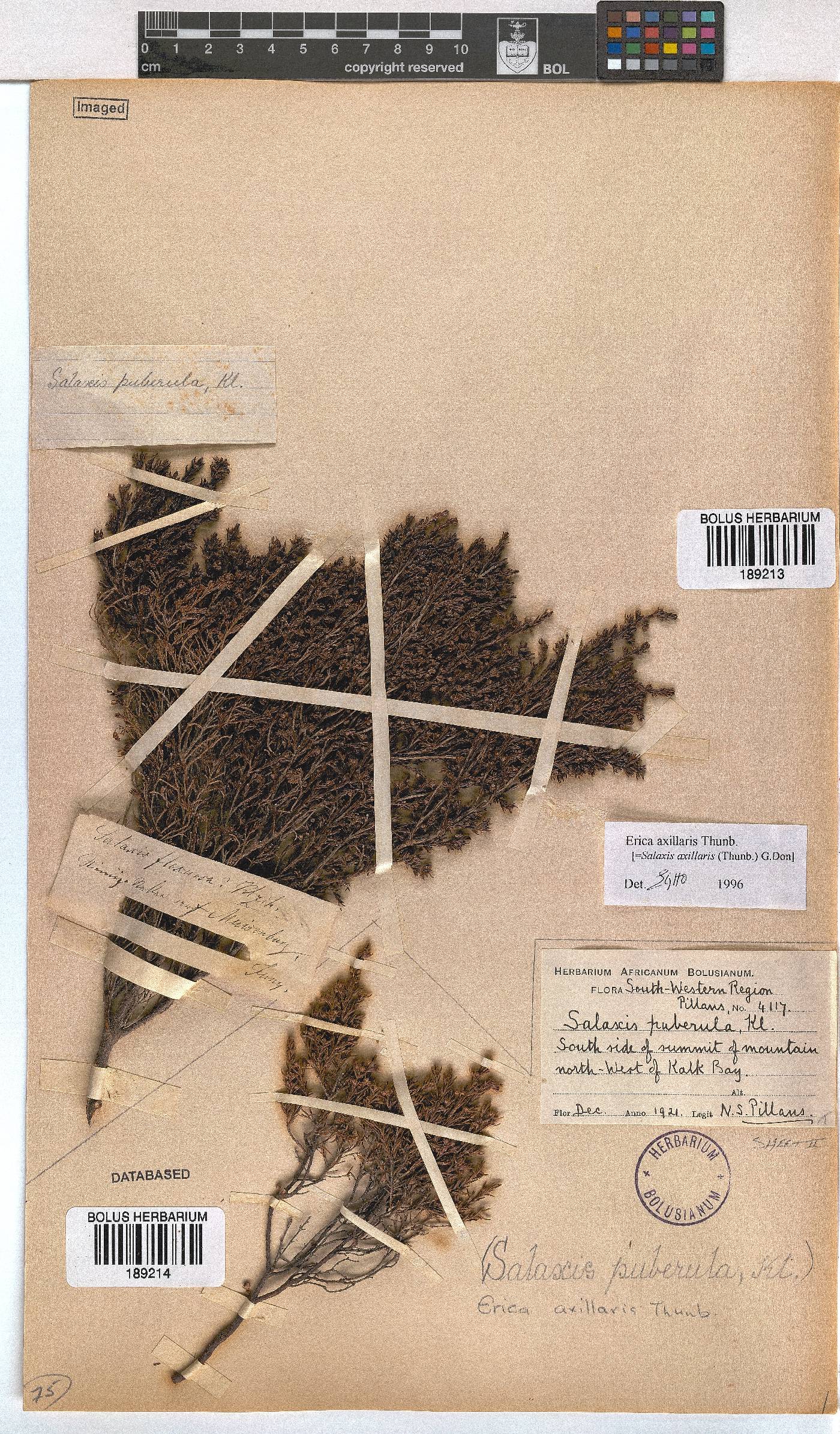 Erica axillaris image