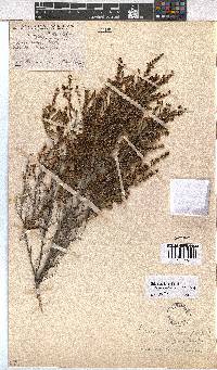 Erica axillaris image