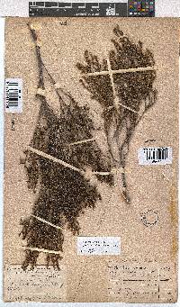 Erica axillaris image