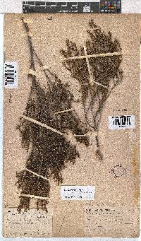 Erica axillaris image