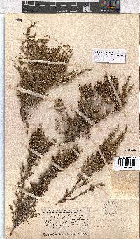 Erica axillaris image