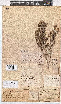 Erica axillaris image