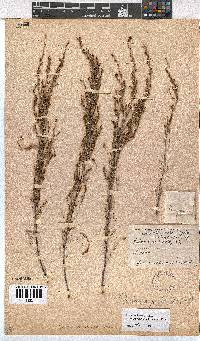 Erica axillaris image