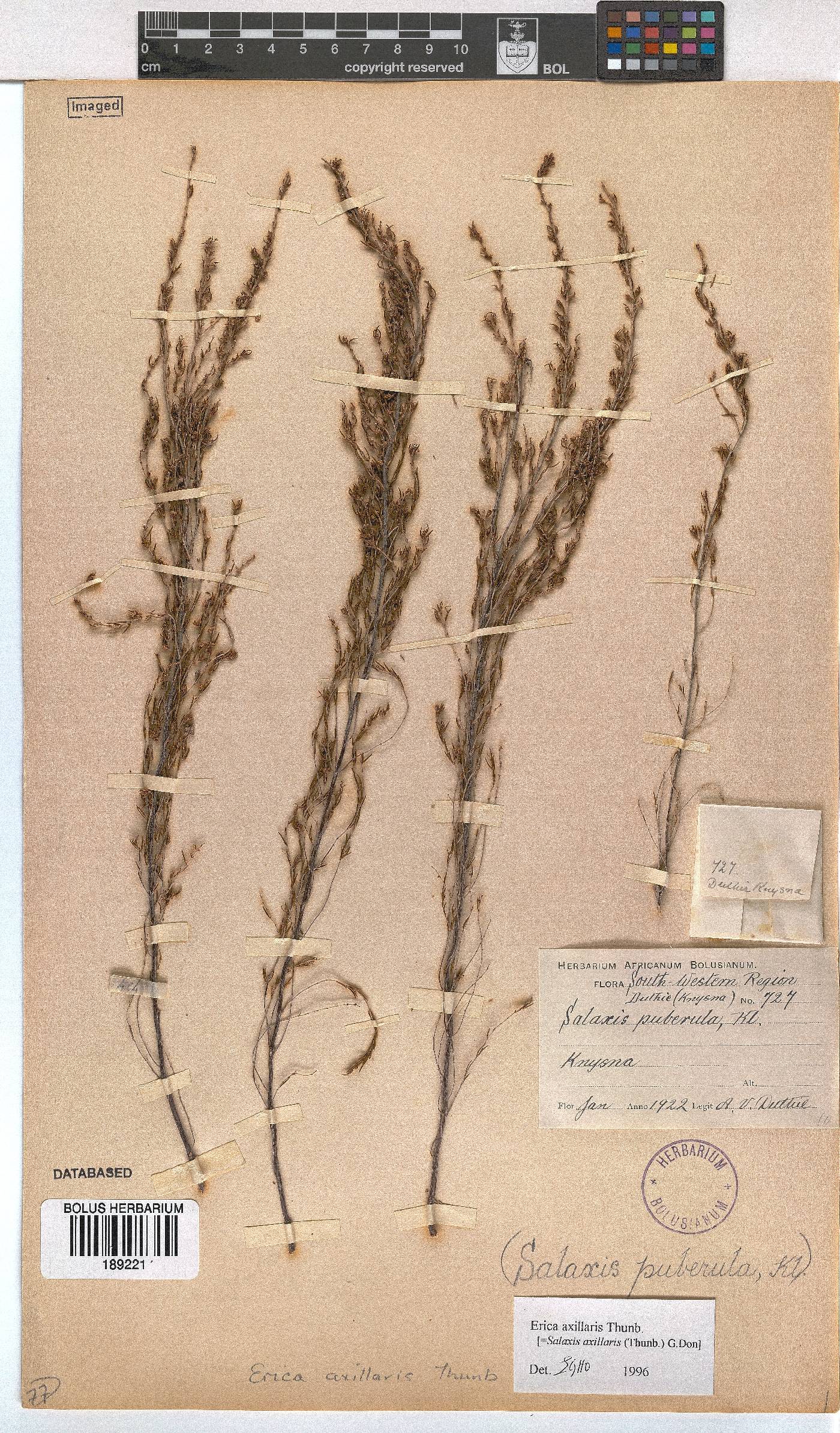 Erica axillaris image