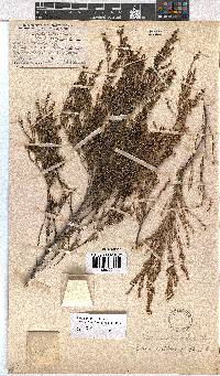 Erica axillaris image