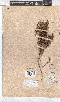 Erica axillaris image