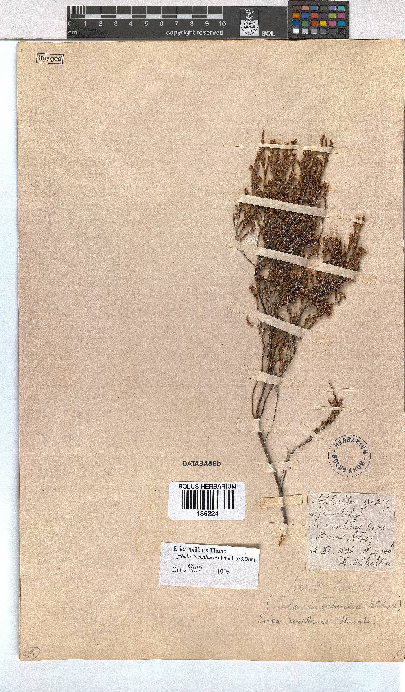 Erica axillaris image