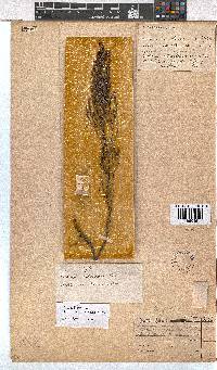 Erica axillaris image