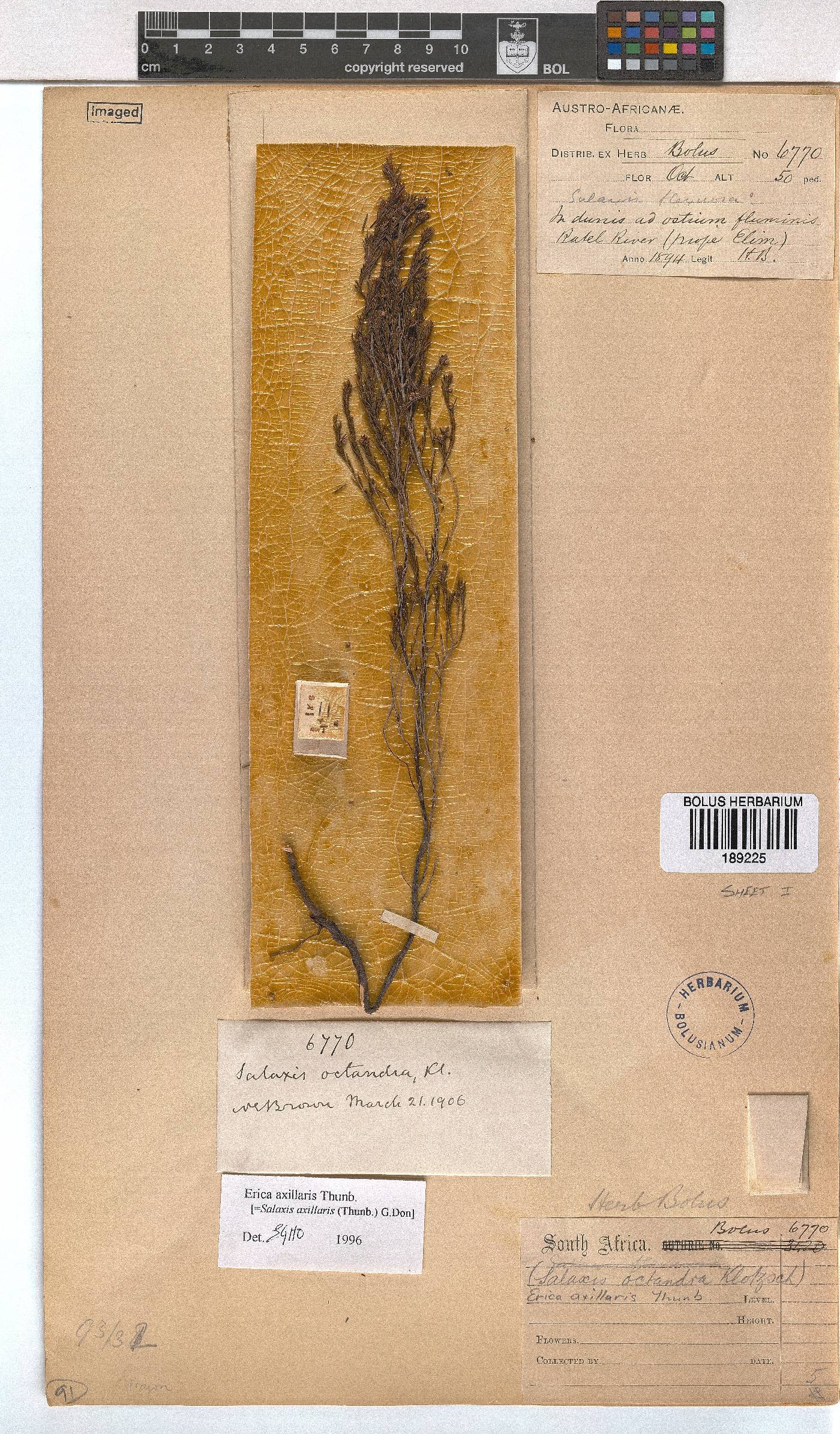 Erica axillaris image