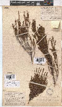 Erica axillaris image