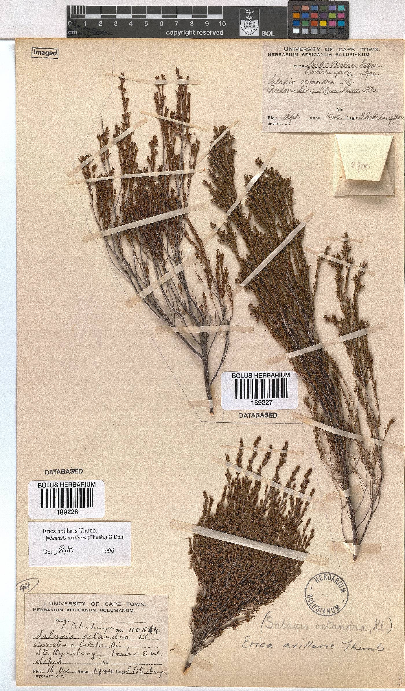 Erica axillaris image