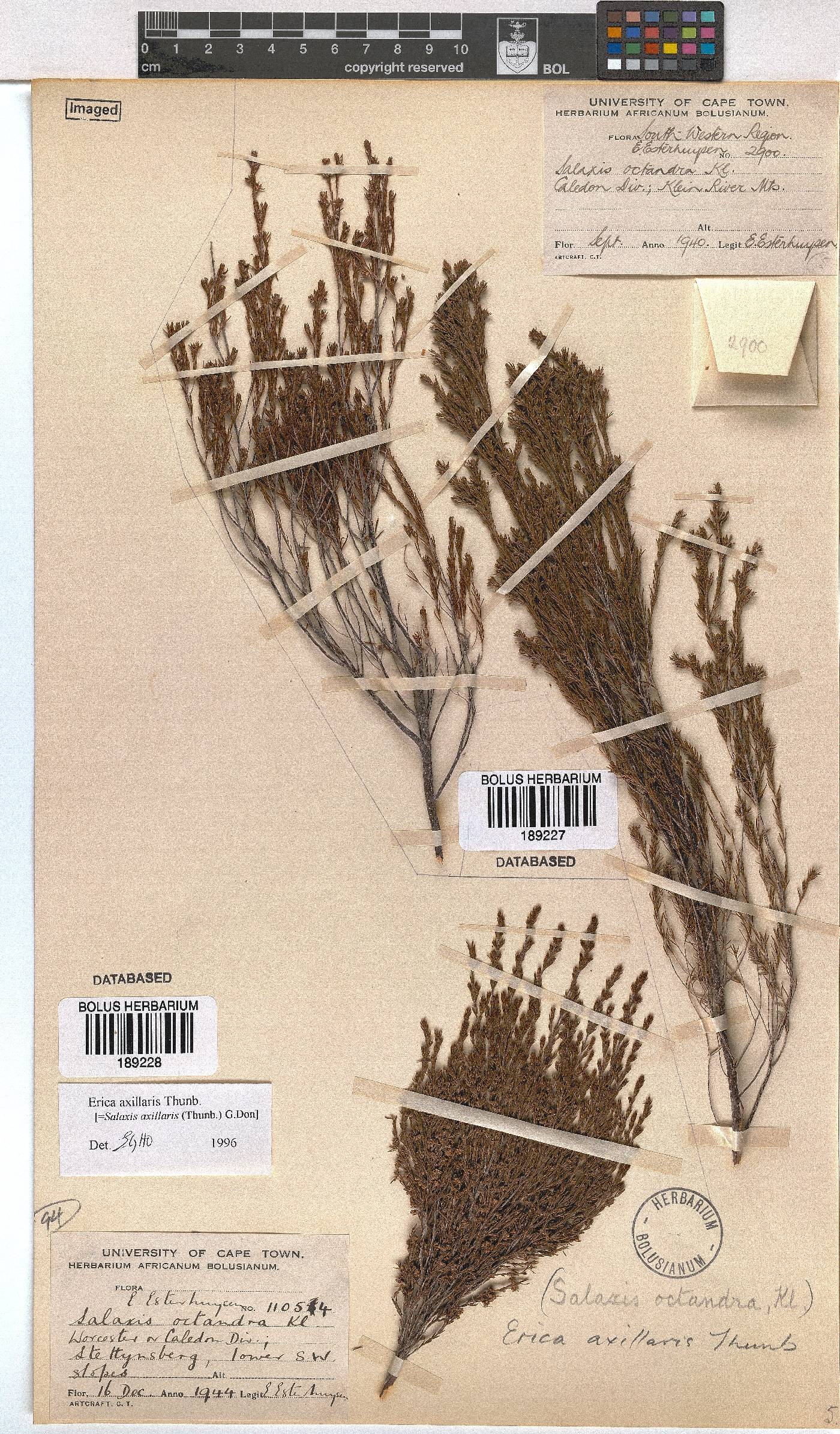 Erica axillaris image