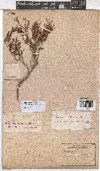 Erica axillaris image