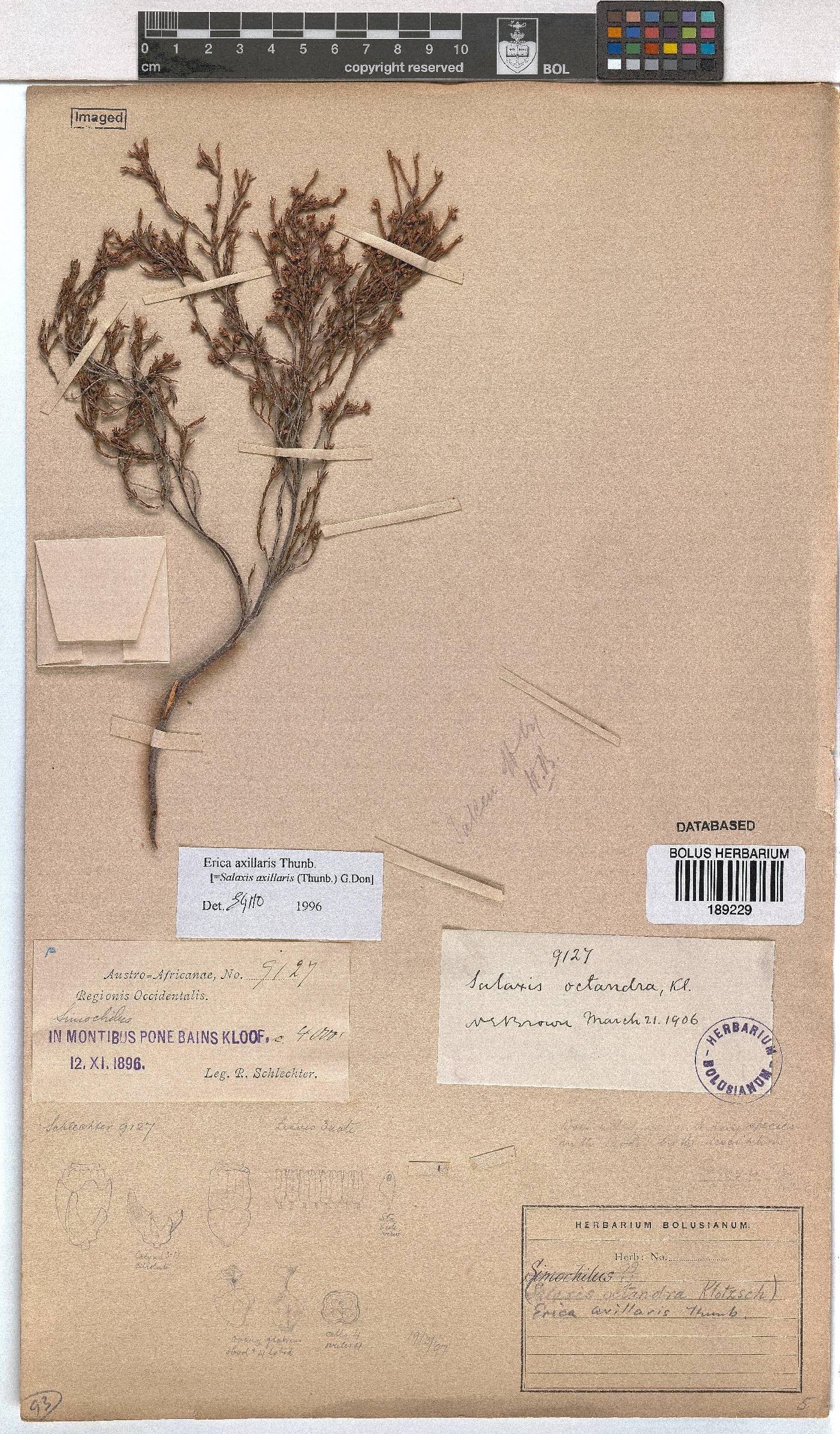 Erica axillaris image