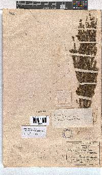 Erica axillaris image