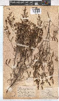 Erica axillaris image