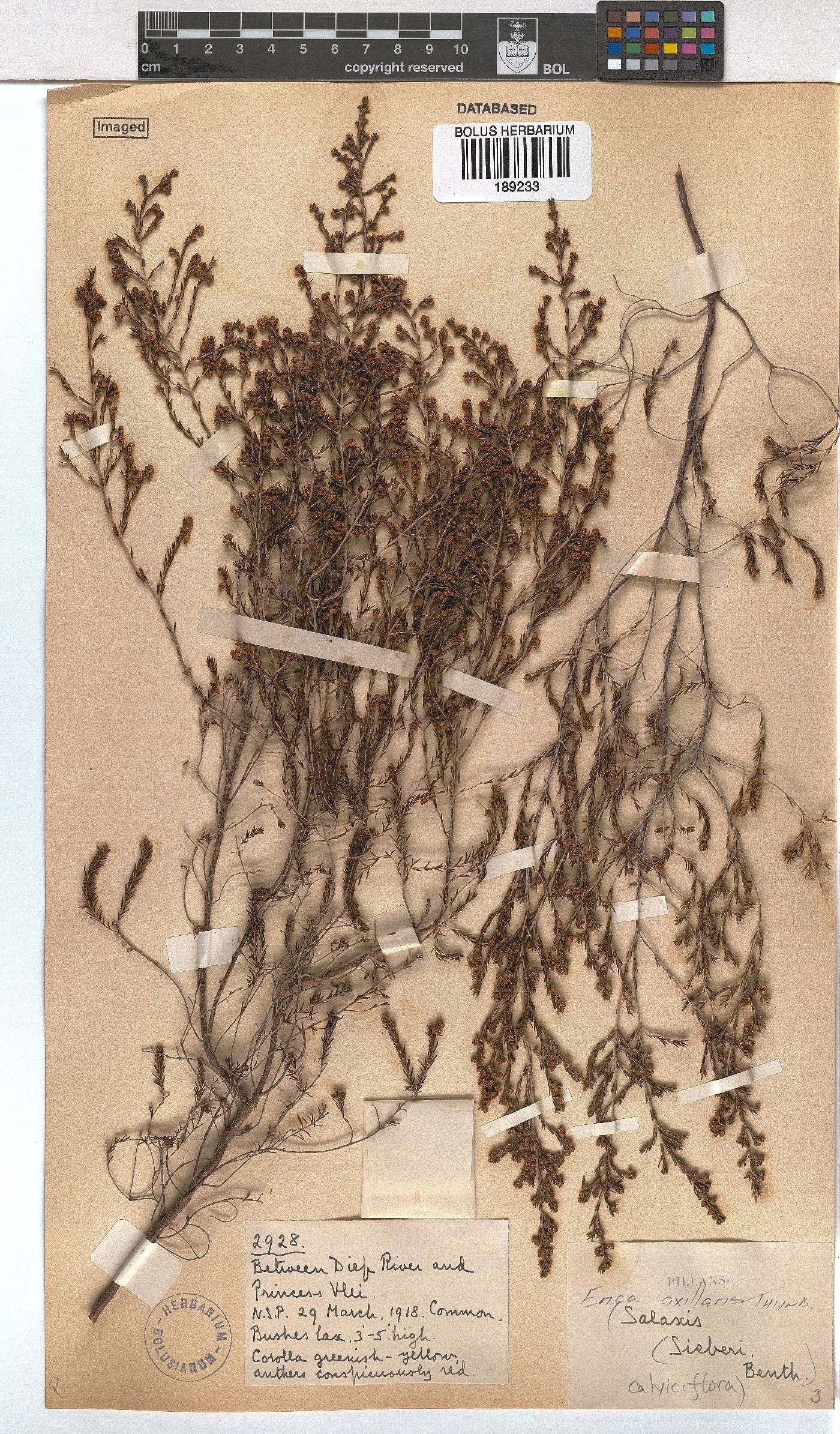 Erica axillaris image