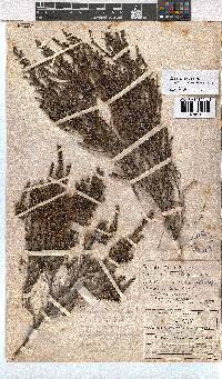 Erica axillaris image