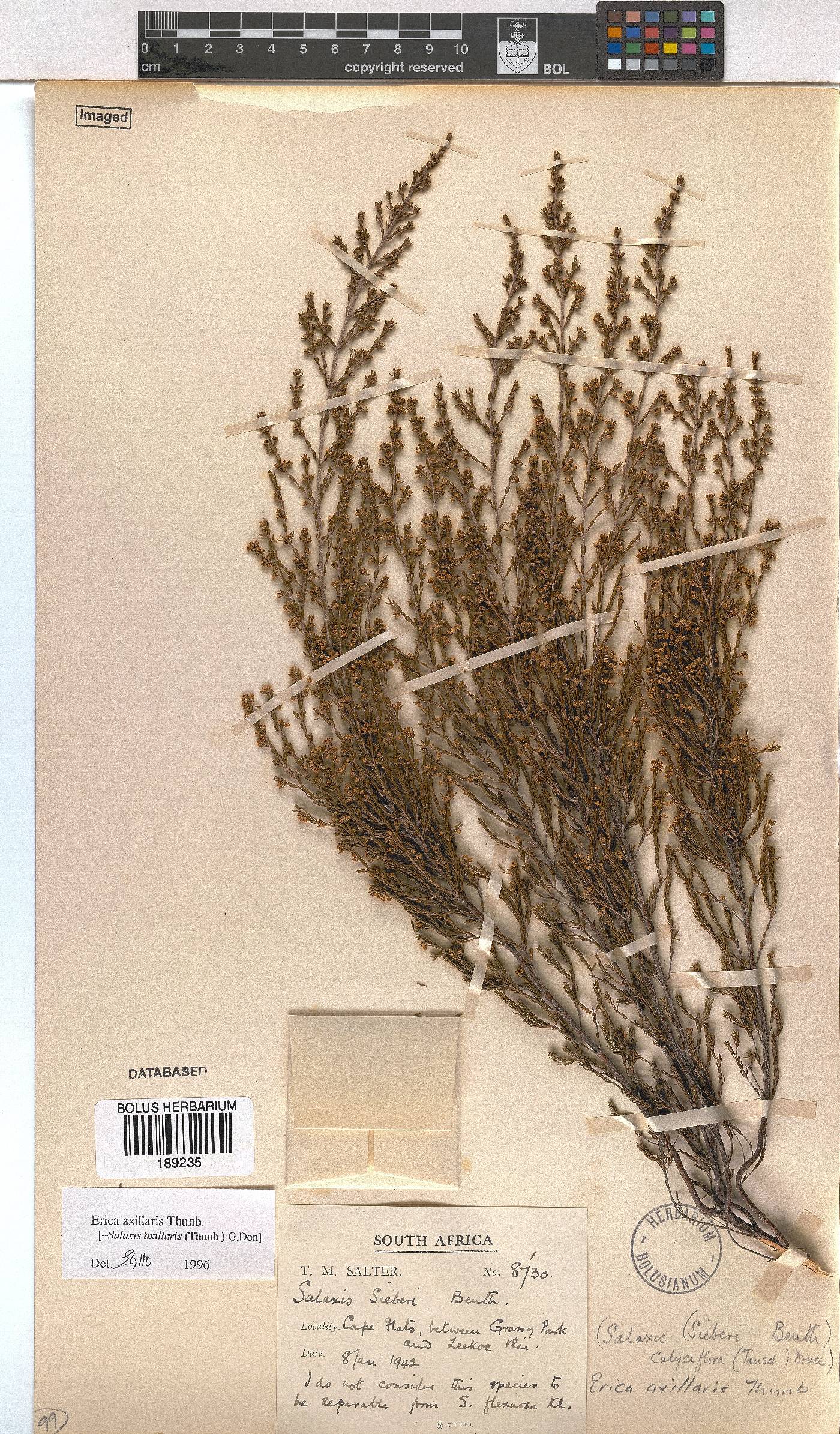 Erica axillaris image