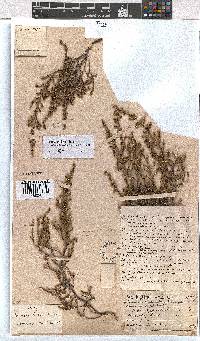 Erica axillaris image