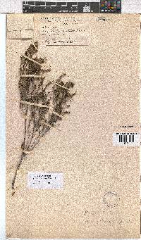 Erica axillaris image